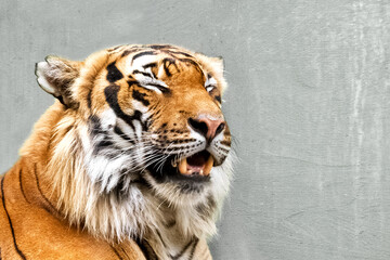Close up of siberian tiger face