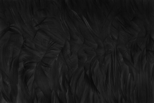 Blur beautiful black grey bird feathers pattern for background and design art work.