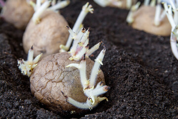 Planting germinating potato into the ground.