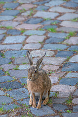 Big brown hare as wild animal in the city, sitting at paving stones street with long ears and tall paws, closeup