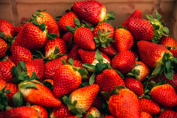 fruit background. box with fresh strawberries. delicious large strawberries just harvested from the field. gifts of nature