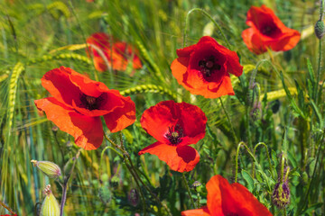 Fototapeta premium Nahaufnahme von rot blühendem Klatschmohn in einem Getreidefeld an einem sonnigen Tag