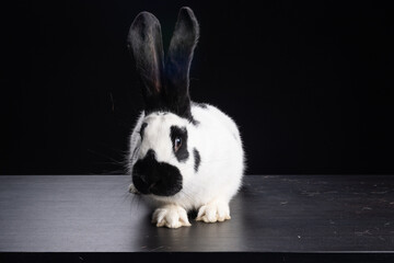 black and white continental giant bunny rabbit