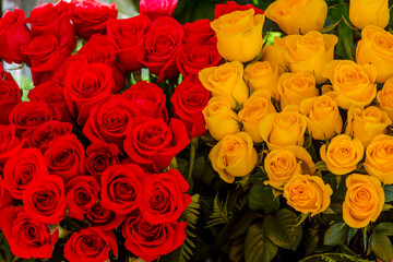 big bouquet of red flowers. bouquet of red roses. flowers for a gift