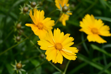 Large-flowered Tickseed Sonnenkind
