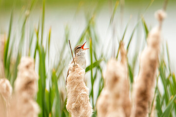 bird in the reeds