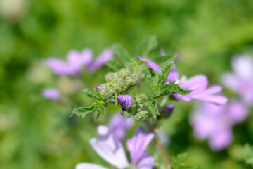 Common mallow