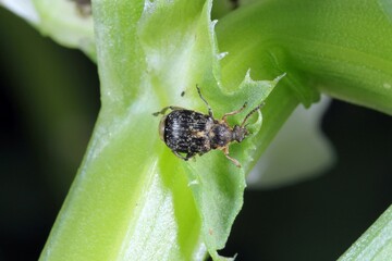 Bruchus rufimanus commonly known as the broad bean weevil, broad bean beetle, or broad bean seed beetle on broad bean plant 