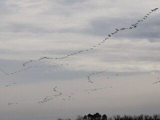 Vol de grues cendrées dans les Landes