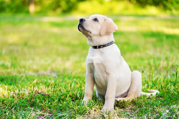 Labrador puppy sitting in the green