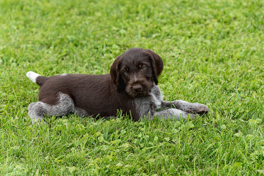 Horizontal photo of a puppy on the green grass. Deutsch drahthaar. A small dog is lying on a green lawn