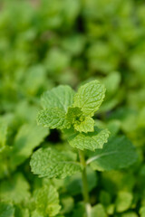 Moroccan mint