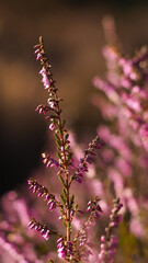 Belle bruyère rose, avec un bokeh élégant à pleine ouverture
