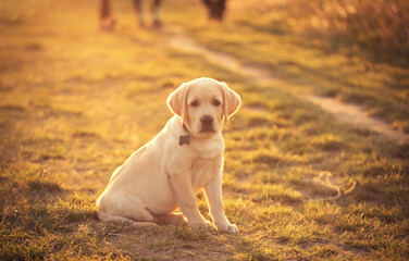 Labrador retriever dog in sunset