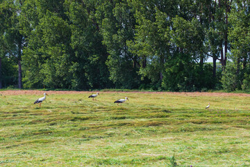 Eine Gruppe von Störchen auf einer frisch gemähten Wiese auf der Suche nach Futter