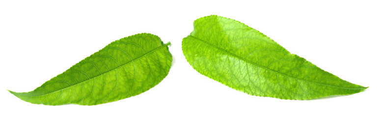 fresh peach leaves isolated on white background