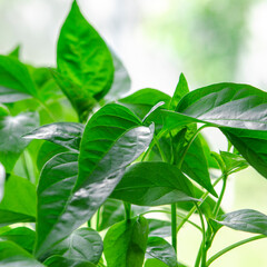 Seedling of young green peppers before planting in the ground