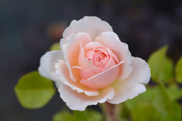 Rose Princesse Charlene de Monaco