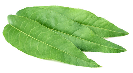 Obraz premium fresh peach leaves isolated on white background