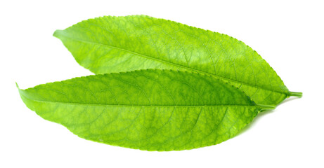 Obraz premium fresh peach leaves isolated on white background