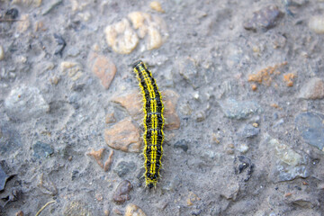 A small striped caterpillar crawls slowly along the road. Close up.