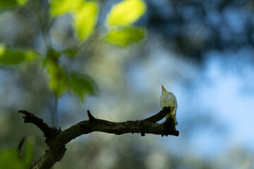 bird on a branch