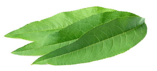 fresh peach leaves isolated on white background