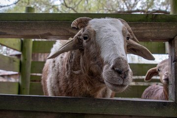 Fototapeta premium Farm yard goats at a petting zoo in a famous tourist attraction, Christchurch, New Zealand.