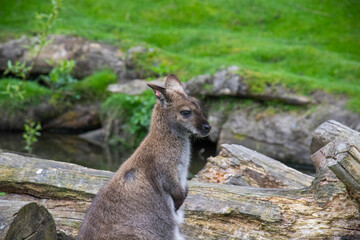 Naklejka na ściany i meble Wallaby standing on the open field in christchurch zoo in south island of new zealand. Spaces for your text.