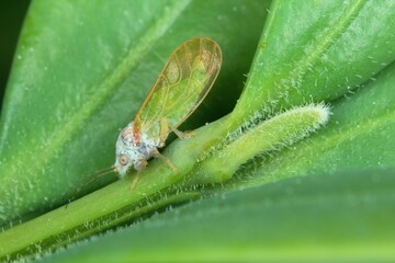Adult of Jumping plant louse (Psylla buxi) sitting on a boxwood leaf. It is a common garden pest...