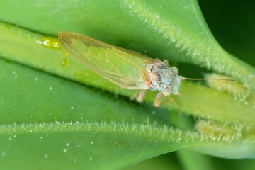 Adult of Jumping plant louse (Psylla buxi) sitting on a boxwood leaf. It is a common garden pest...