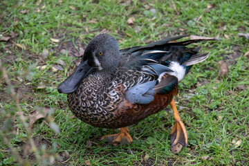 New Zealand Mallard Duck. Shallow depth of field.