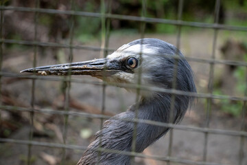 Close up of a White Faced Heron. Shallow depth of field.