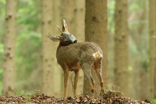 Rehbock (Capreolus capreolus)