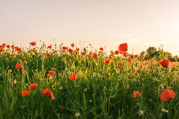 Blühender roter Mohn vor hellem Hintergrund