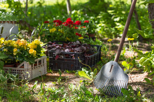 rake and various flowers awaiting planting in the spring garden
