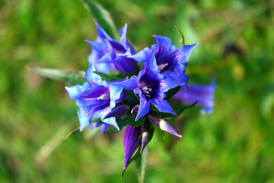 Gentiana asclepiadea blue mountain flower blooming, wild nature.