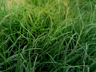 Fototapeta na wymiar art abstract spring background or summer background with fresh grass