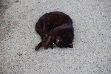 A stray, homeless cat on the street.