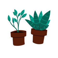 Two flowerpots. Indoor shade houseplants flat cartoon style. Hand drawn vector illustration.