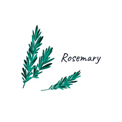 Rosemary doodle hand drawn vector illustration isolated on white background. Drawing with the title.