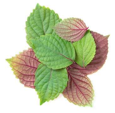 fresh perilla leaves isolated on white background, top view