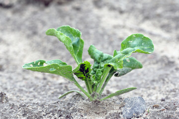 The black bean aphid (Aphis fabae) on young sugar beet plants. It is a member of the order...