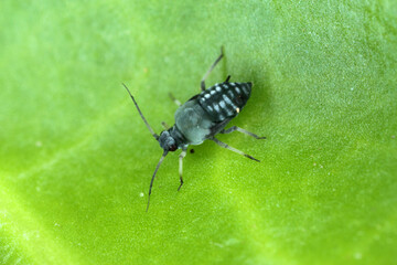 The black bean aphid (Aphis fabae) is a member of the order Hemiptera. Other common names include blackfly, bean aphid and beet leaf aphid. Insects on beet.