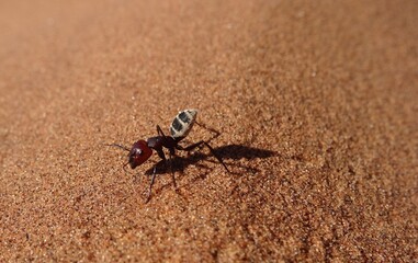 Namib Desert Dune Ant / Camponotus detritus on a High Dune Ridge, Sossusvlei, Namibia