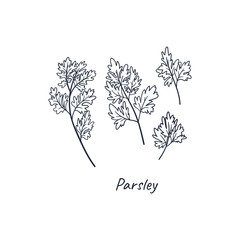 Parsley doodle style hand drawn concept illustration for sale banner, advertising, poster, flyer etc. Cartoon flat free hand drawing.