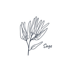 Sage hand drawn doodle culinary herb. Vector illustration isolated on white background.