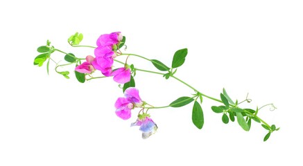 Beautiful pink wild flower isolated on white background. Lathyrus tuberosus (also known as the tuberous pea, tuberous vetchling, earthnut pea, aardaker, or tine-tare) is  climbing  plant. 