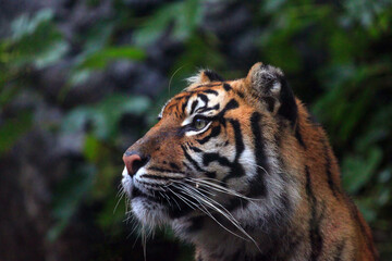 Fototapeta na wymiar Sumatran tiger ( Panthera tigris sumatrae) portrait.