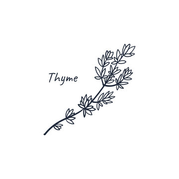 Thyme hand drawn doodle culinary herb. Vector illustration isolated on white background.